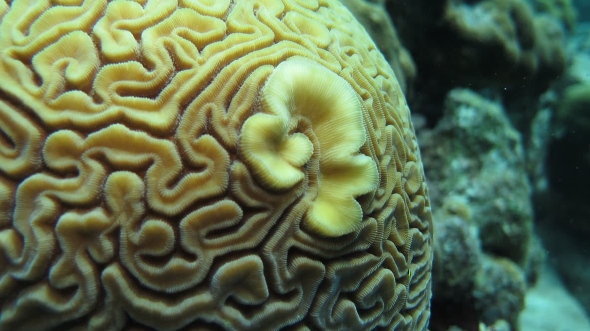 Brain coral close-up
