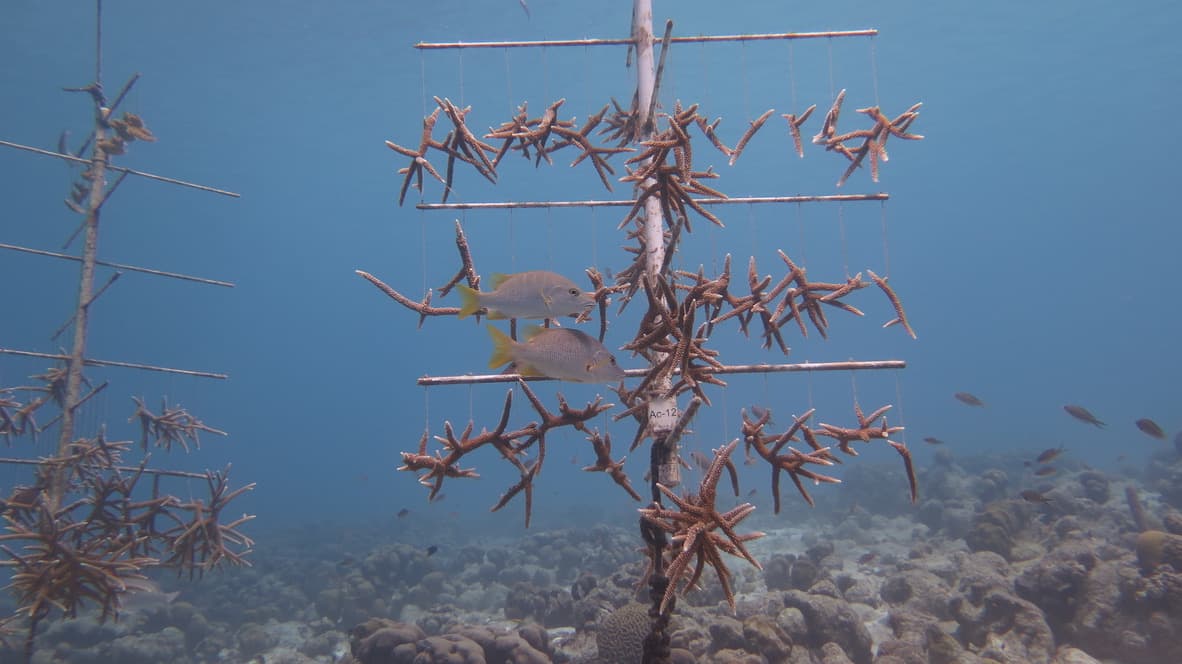 STINAPA coral nursery tree at 8 metres — staghorn fragments on ropes, tagged and growing, snappers already treating the structure as habitat