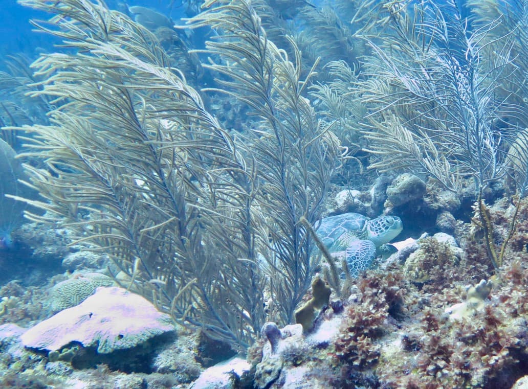 Bonaire – East Coast