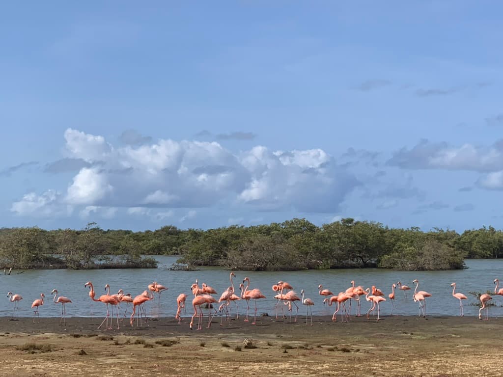 A large flock of flamingos standing in the lagoon — Bonaire holds one of the largest breeding colonies in the region