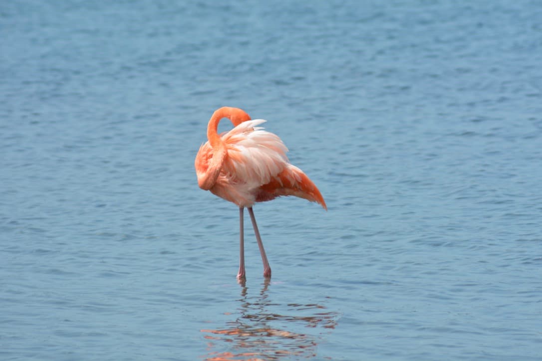 Flamingo on the salt flats — the hypersaline conditions support the crustacean population the birds depend on