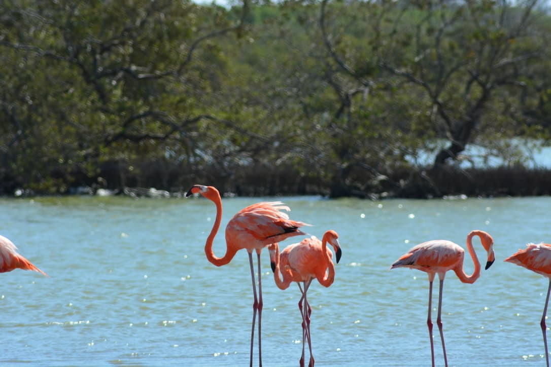 Flamingos wading in the lagoon near the salt flats — the population feeds on brine shrimp concentrated by the hypersaline conditions