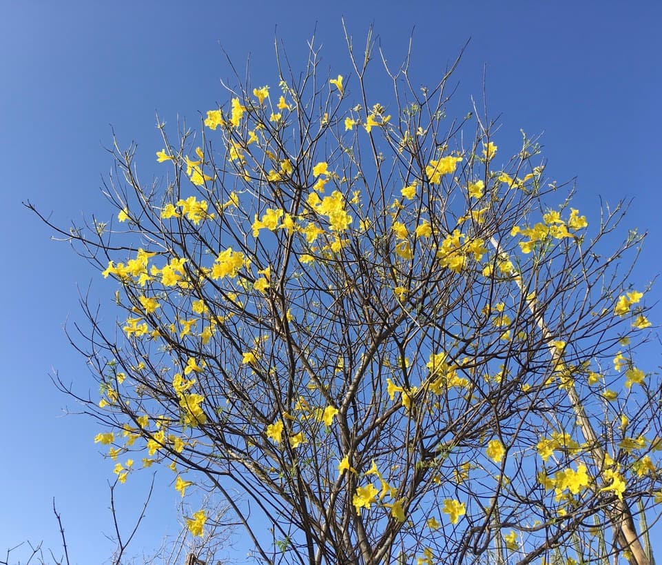 Kibrahacha in bloom against a clear blue sky — the yellow-flowering tree is a brief and striking feature of the Bonaire landscape