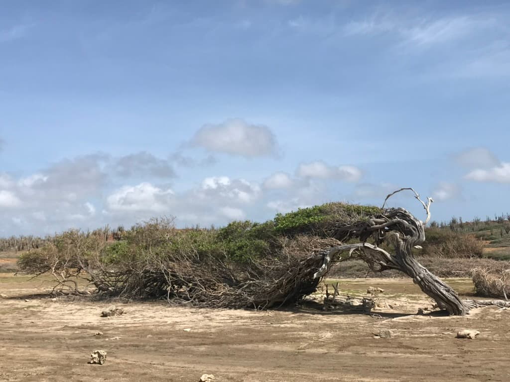A tree bent horizontal by the trade winds — every tree on the island leans the same way, shaped by the constant northeast wind