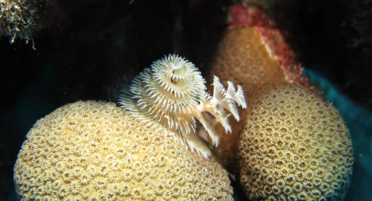 Christmas tree worm on coral