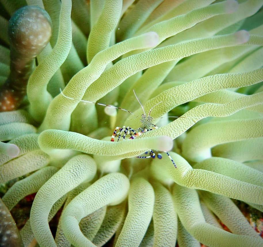 Spotted cleaner shrimp deep in a green bubble anemone — the striped legs and long antennae visible among the tentacles