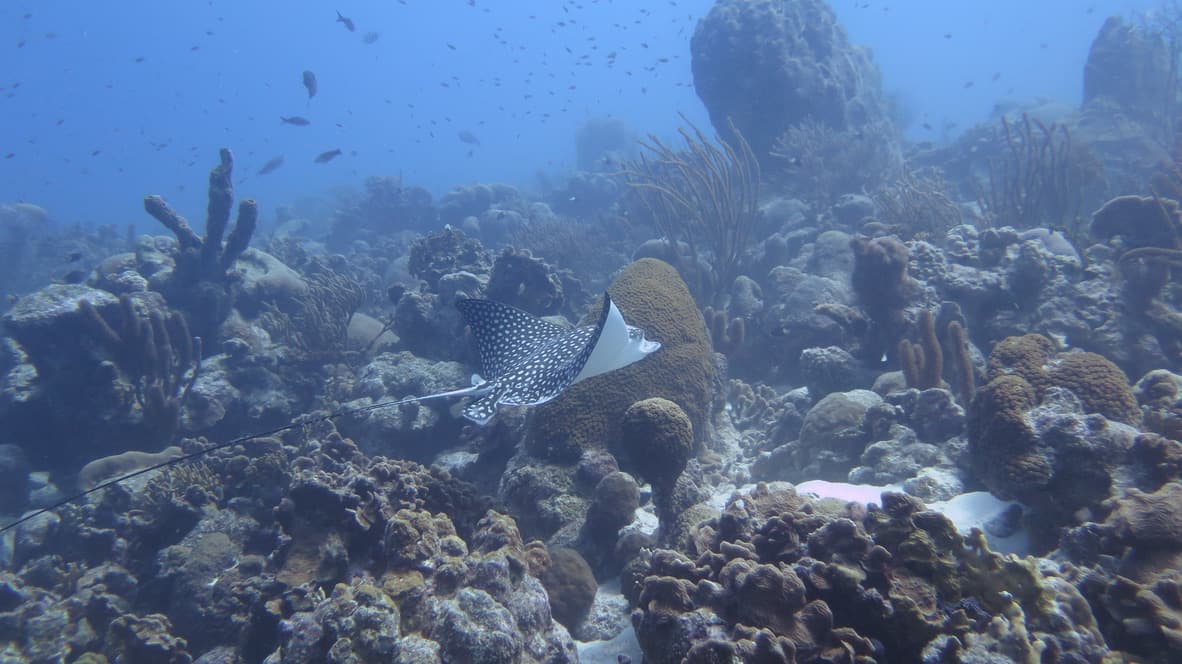 Bonaire – West Coast South