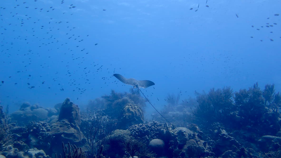Eagle ray soaring high in the water column — reef structure below, open blue above