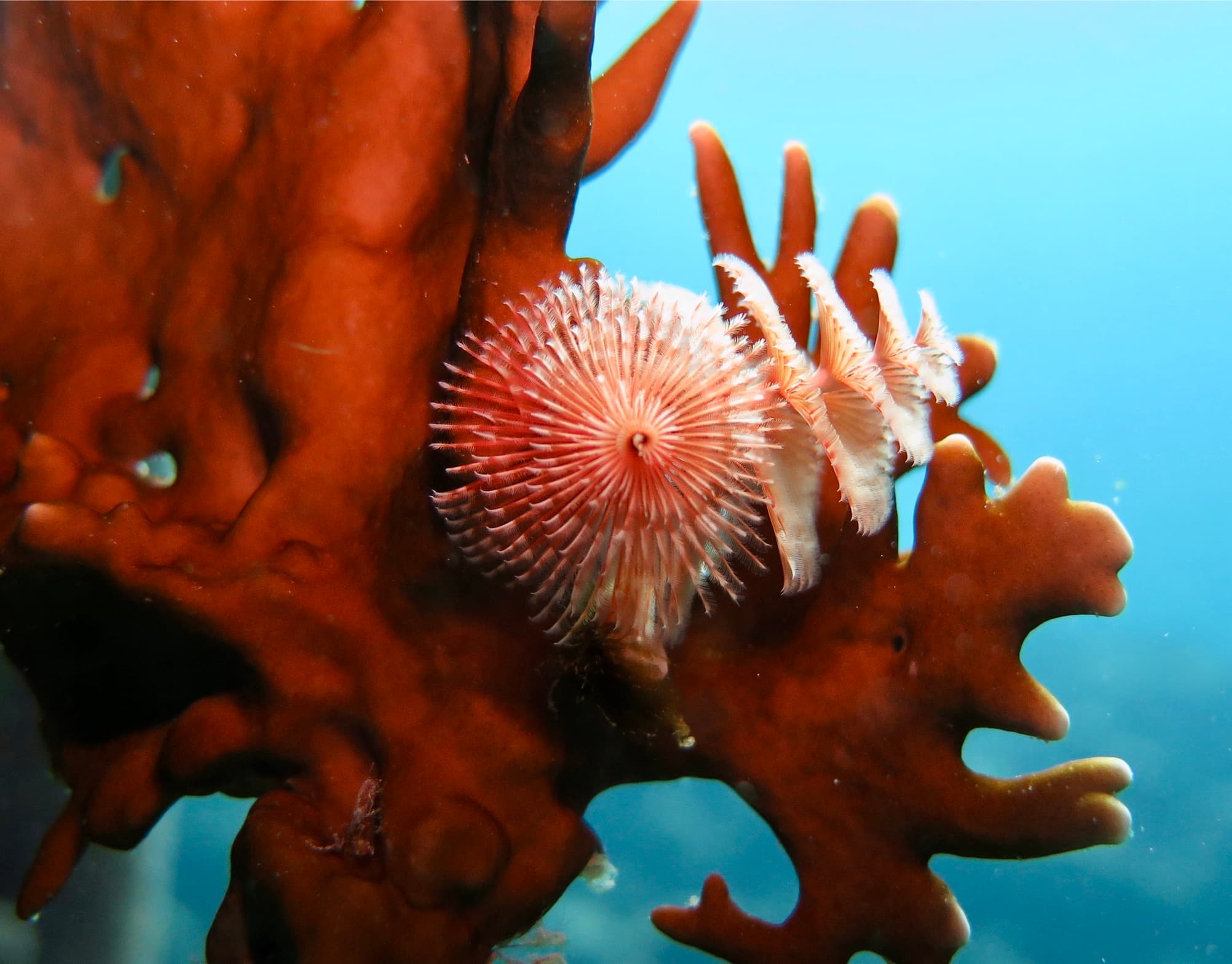 Fan worm radiole crown on a red sponge — the spiral structure catching particles in the current