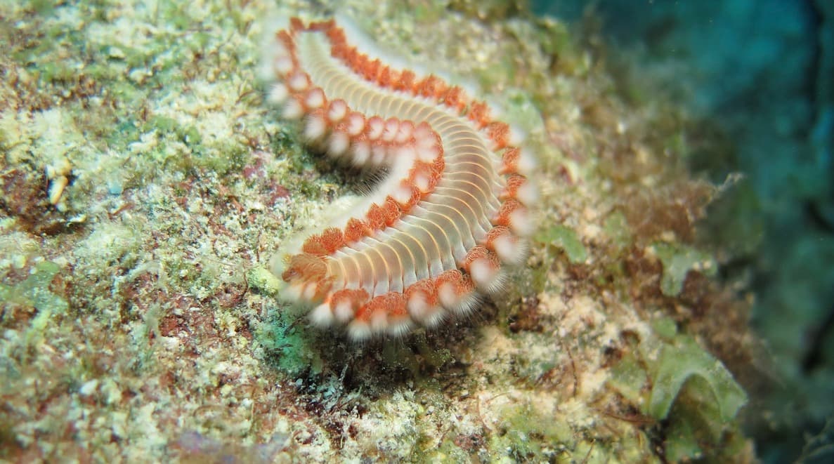 Fireworm on reef rubble — the hollow white-tipped bristles that break off on any contact