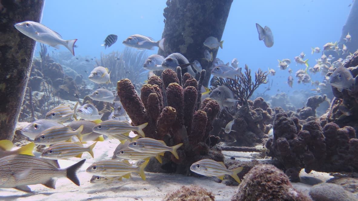 Mixed grunt and snapper school around a pillar sponge — the density typical of the south coast shallow reef
