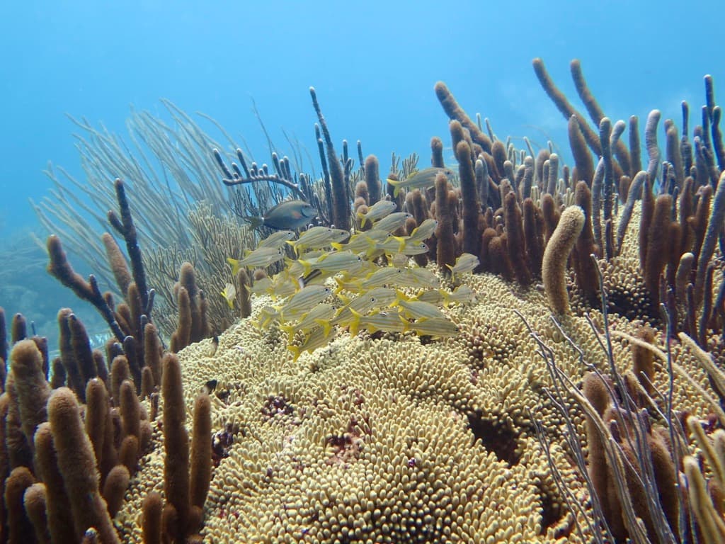 Yellow grunt school huddled in a dense gorgonian garden — sea rods and plumes framing the group