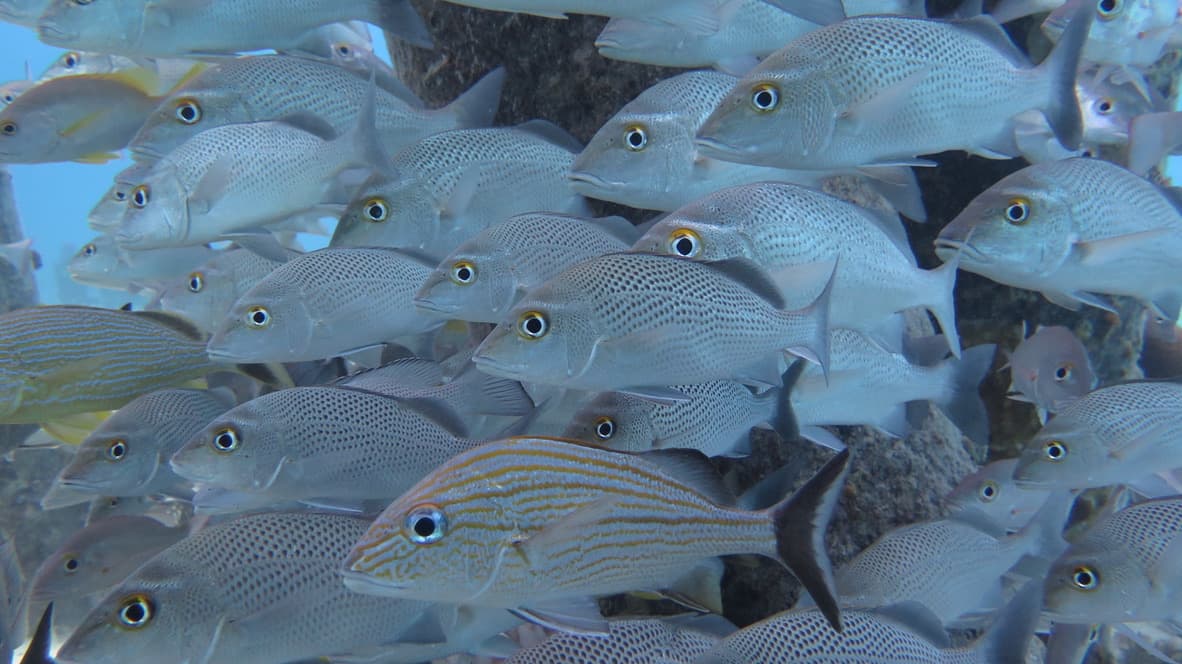 Dense snapper school filling the frame — a single striped grunt moving through the silver bodies