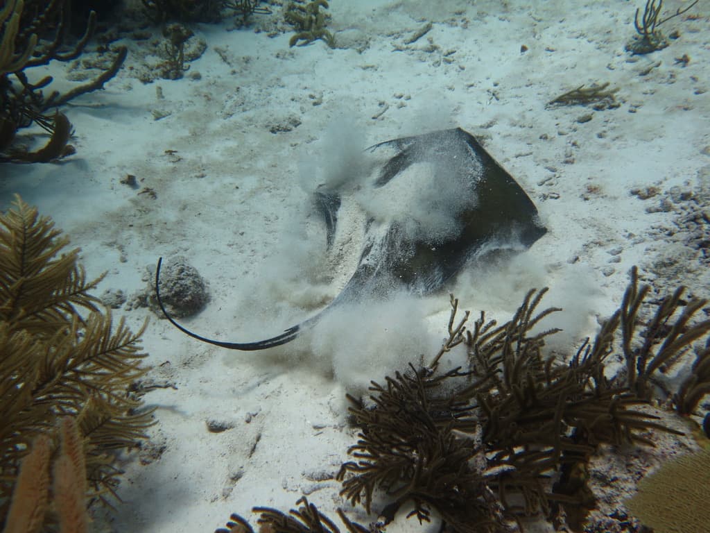 Southern stingray burying itself in the sand — sediment cloud billowing as it settles