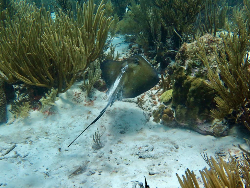 Southern stingray resting between gorgonians on the sandy channel floor