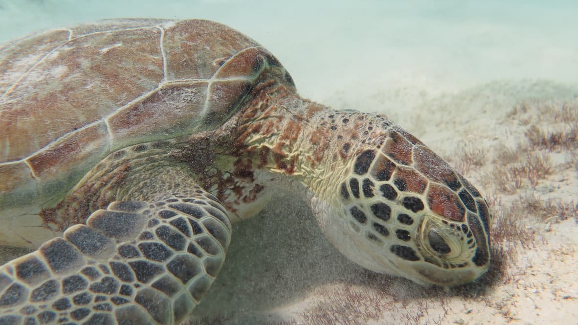 Green turtle face-on at close range on the sandy bottom at Klein Bonaire