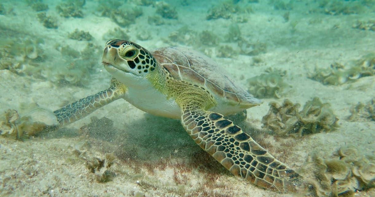 Green turtle swimming over the seagrass flat — moving between feeding areas on the south reef