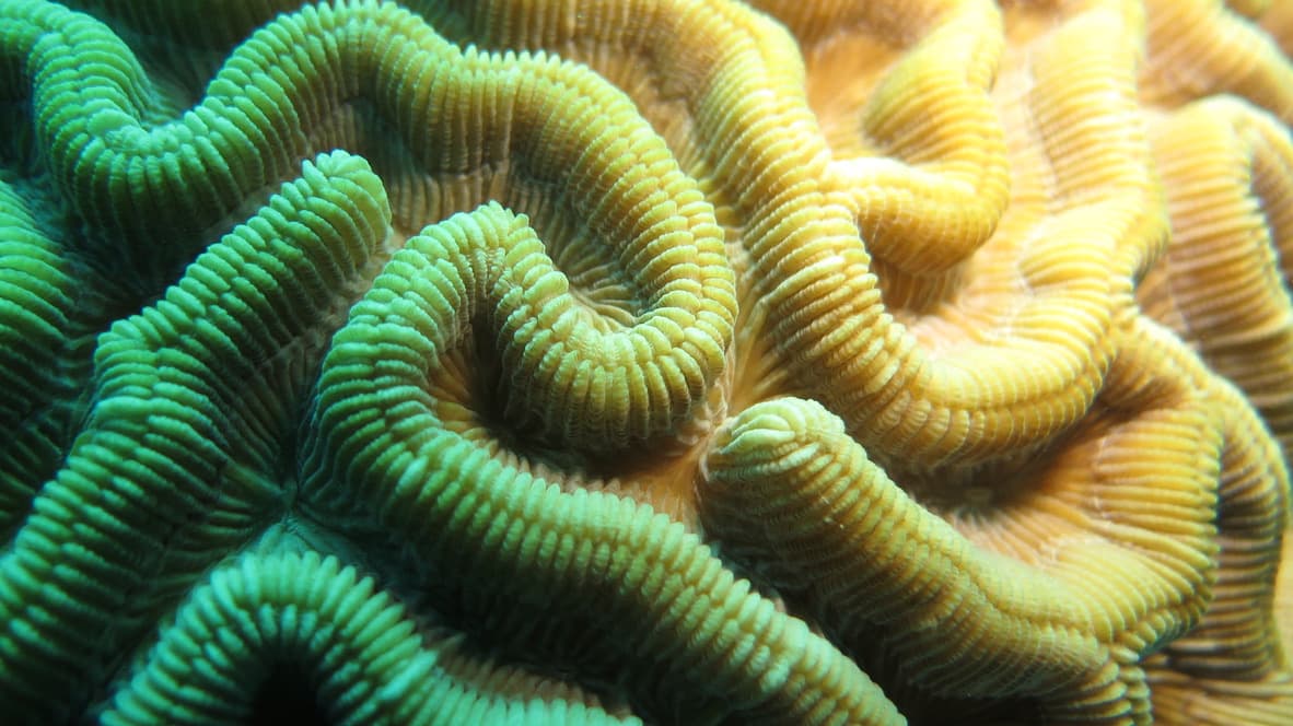 Coral brain species close-up