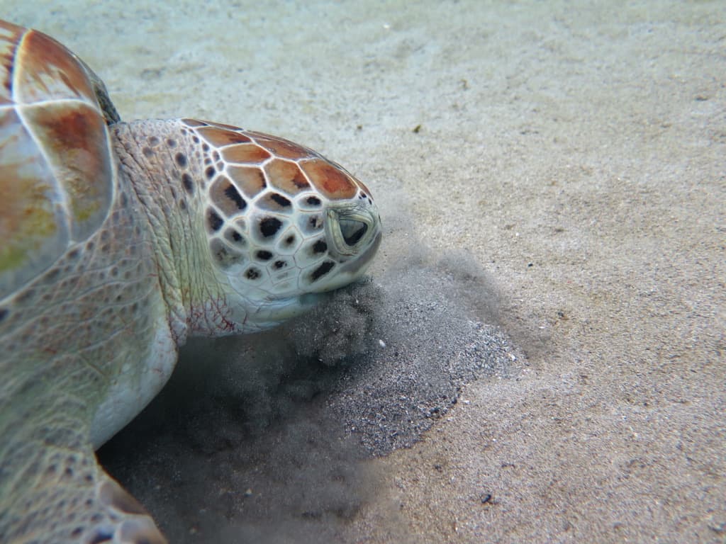 Green turtle feeding — excavating the sandy bottom at Caracasbaai, sediment cloud visible