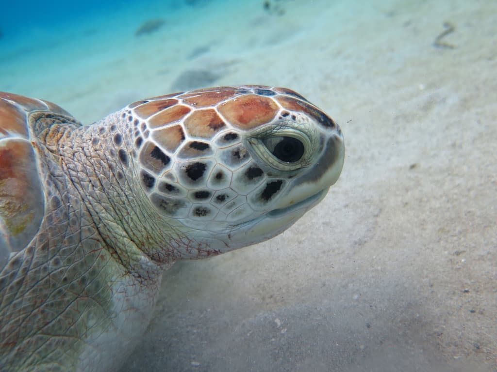 Curaçao – The Leeward Coast After Dark