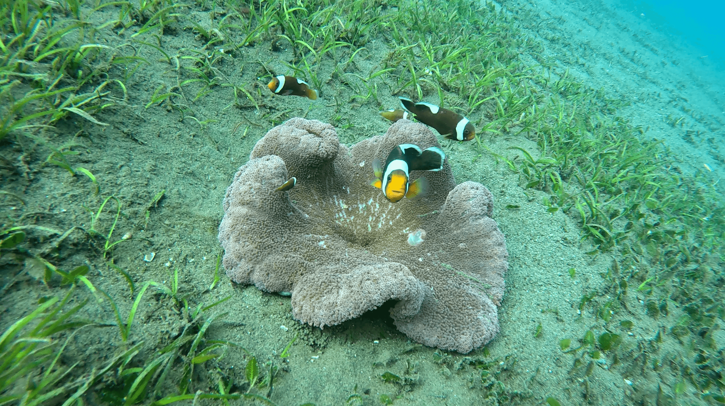 Clark's anemonefish in a sea anemone on the seagrass flat — the Dauin sand slope transitions from seagrass to volcanic sand before the muck begins