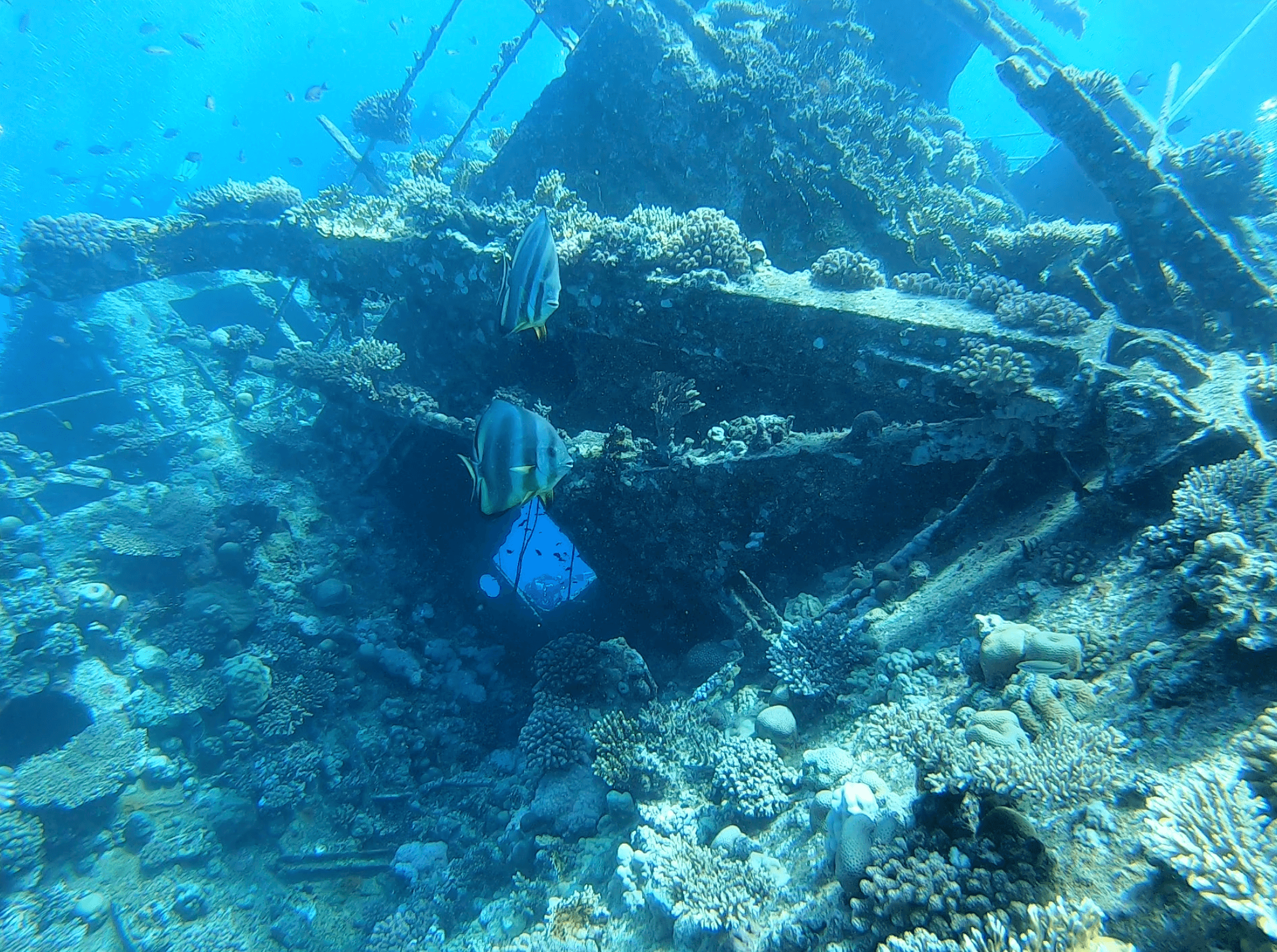 Bannerfishes among the coral-encrusted frames of the Carnatic — the wreck structure at Abu Nuhas has been reef for longer than it was a ship