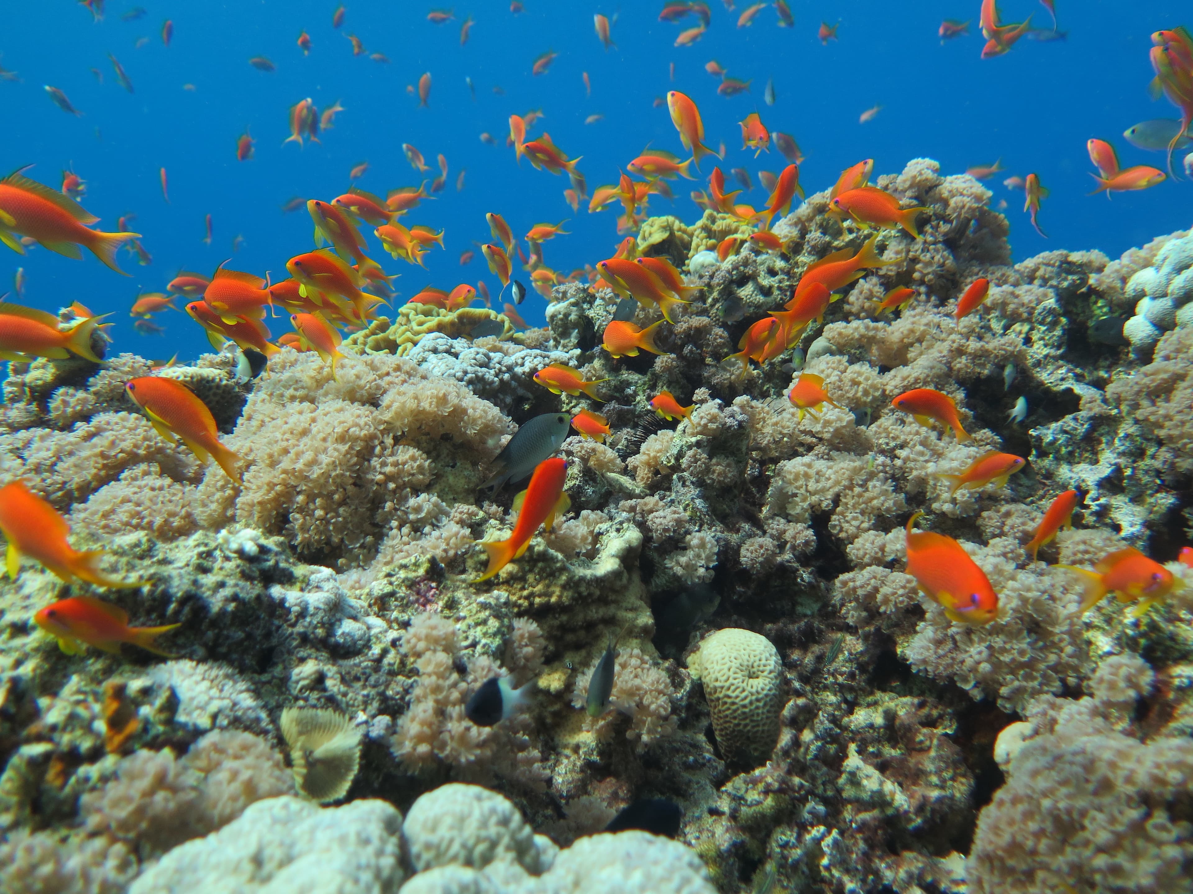 Aqaba – The Red Sea's Northernmost Reef