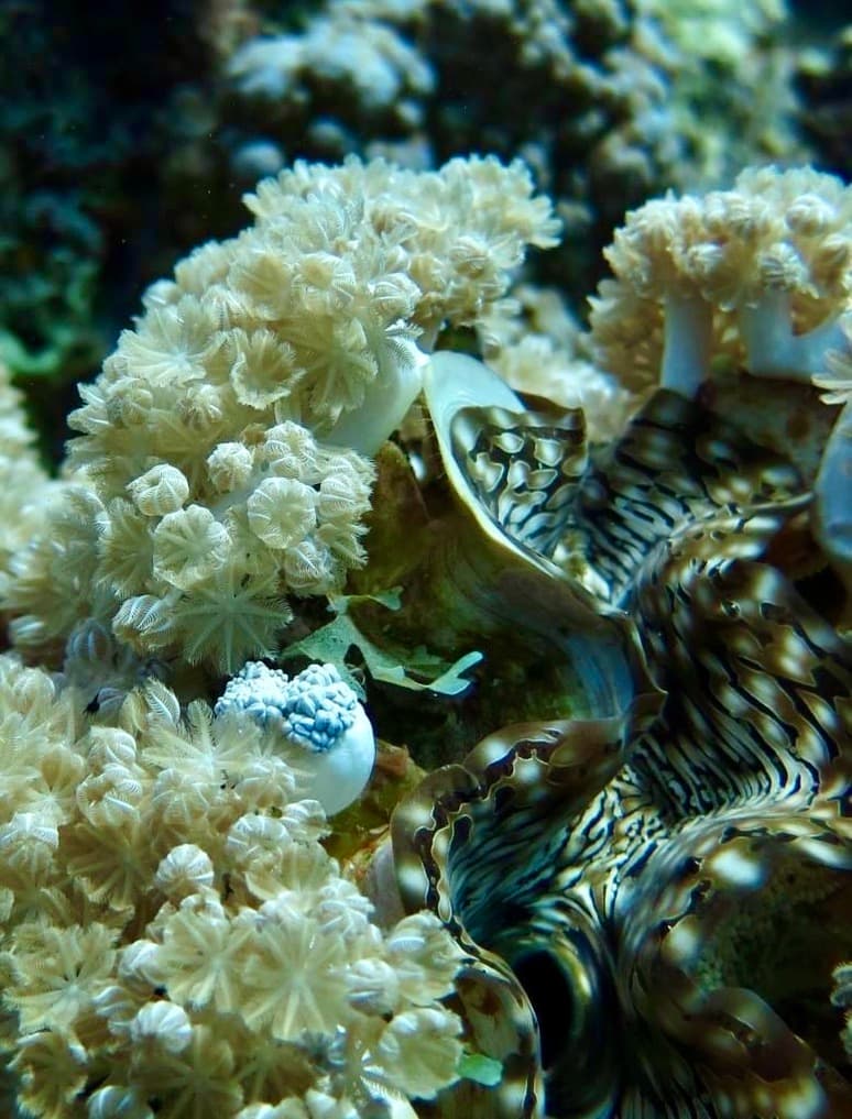 Clam in soft coral polyps at Yellow Stone Reef — the density of macro life on Aqaba's reefs rewards slow, patient diving