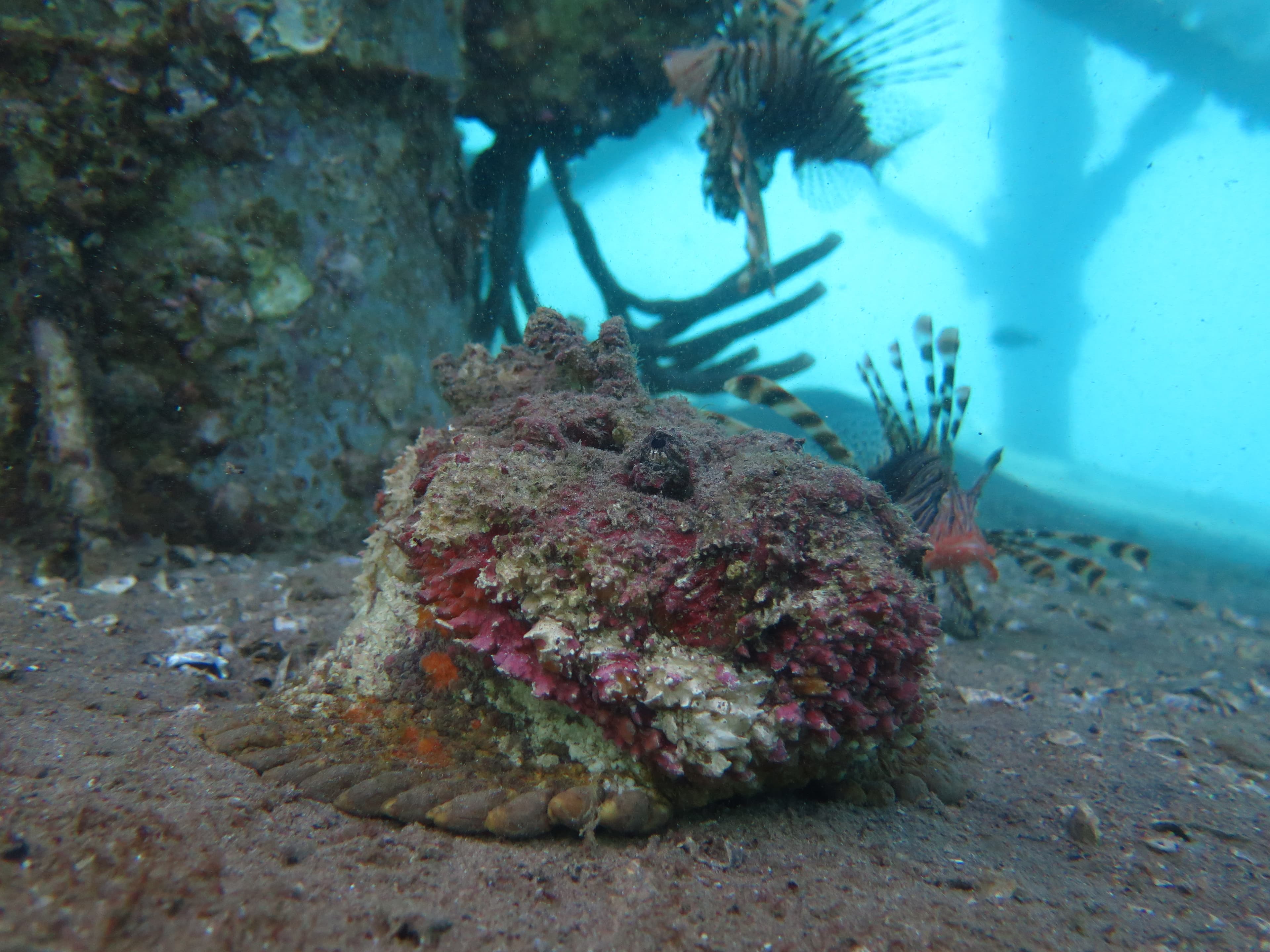 Scorpionfish on the Cedar Pride wreck floor — a lionfish behind it, both using the wreck structure as permanent territory