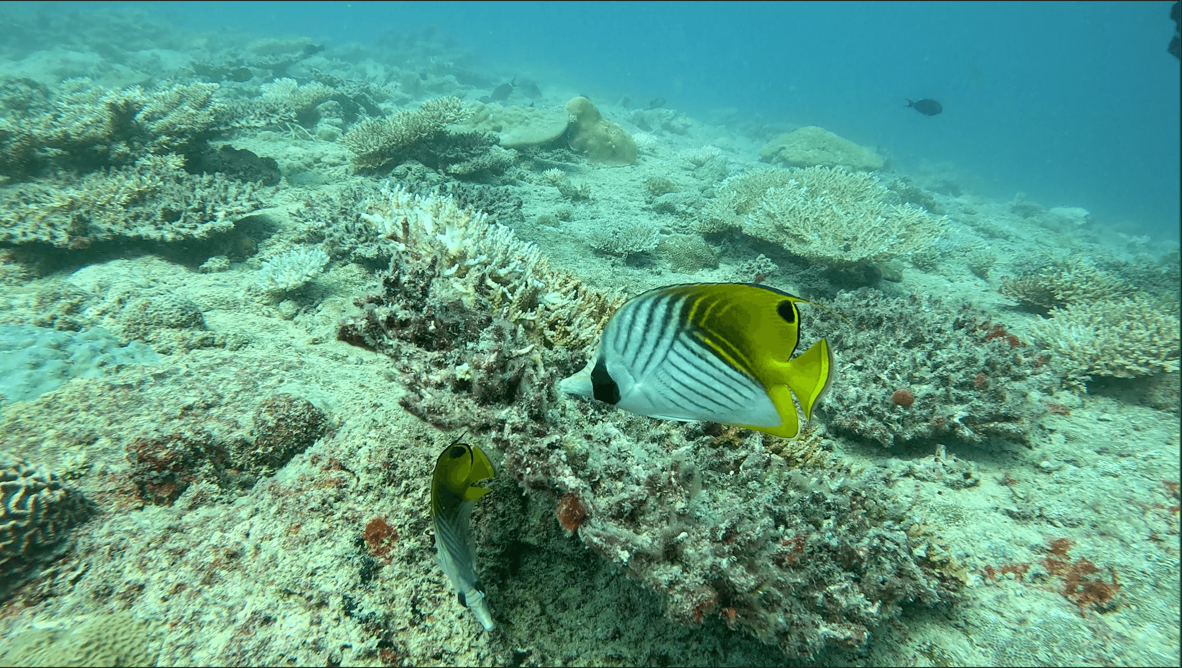 Threadfin butterflyfish picking over the coral growth on the British Loyalty's upper deck — eighty years of reef succession over steel