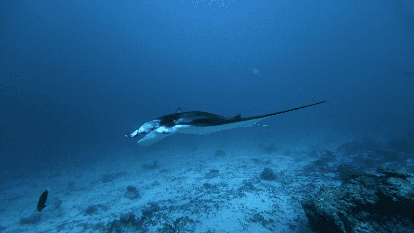 Hanifaru Bay Maldives