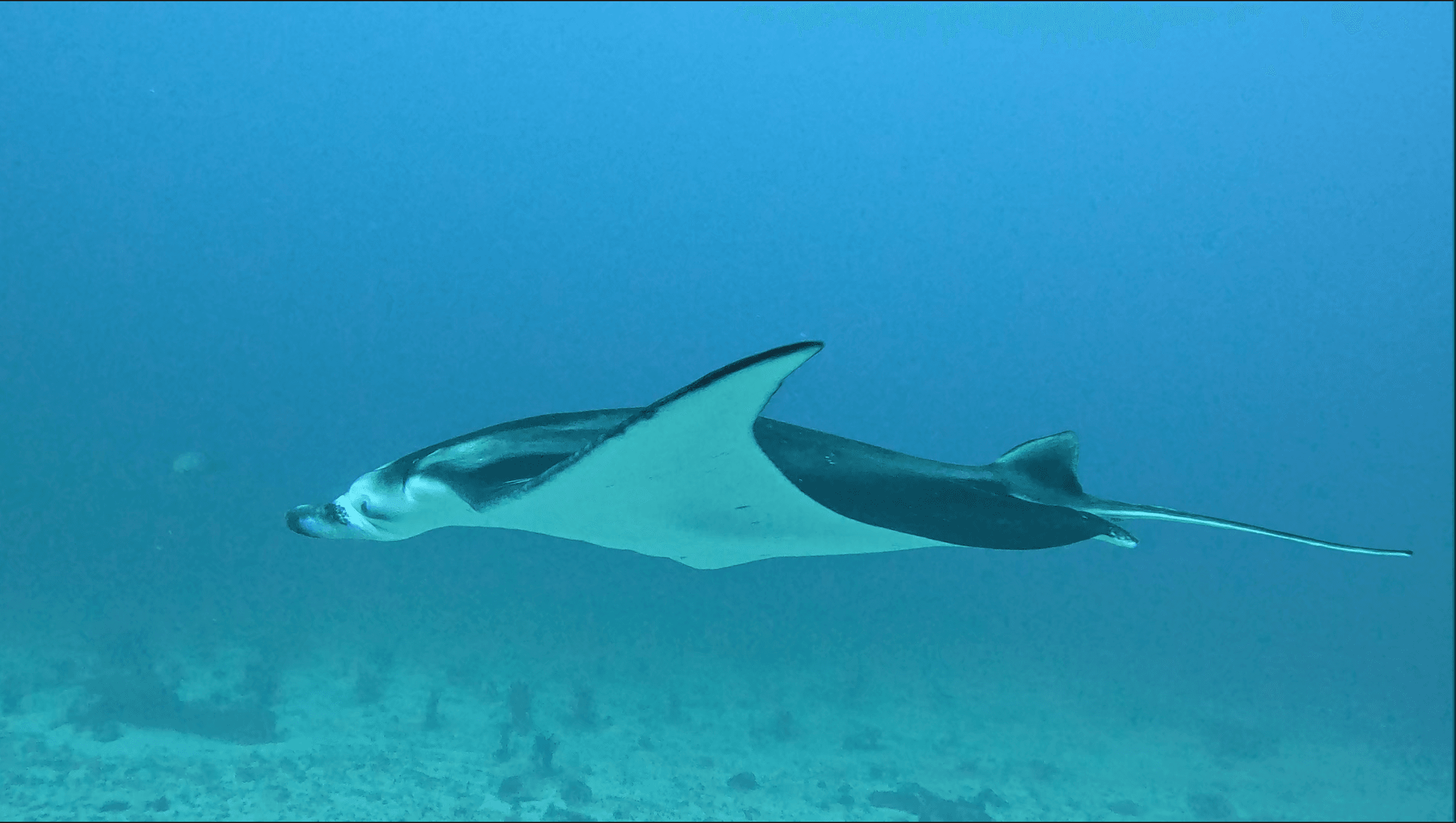 Manta passing in close review — ventral markings visible from below, the wingspan nearly filling the frame