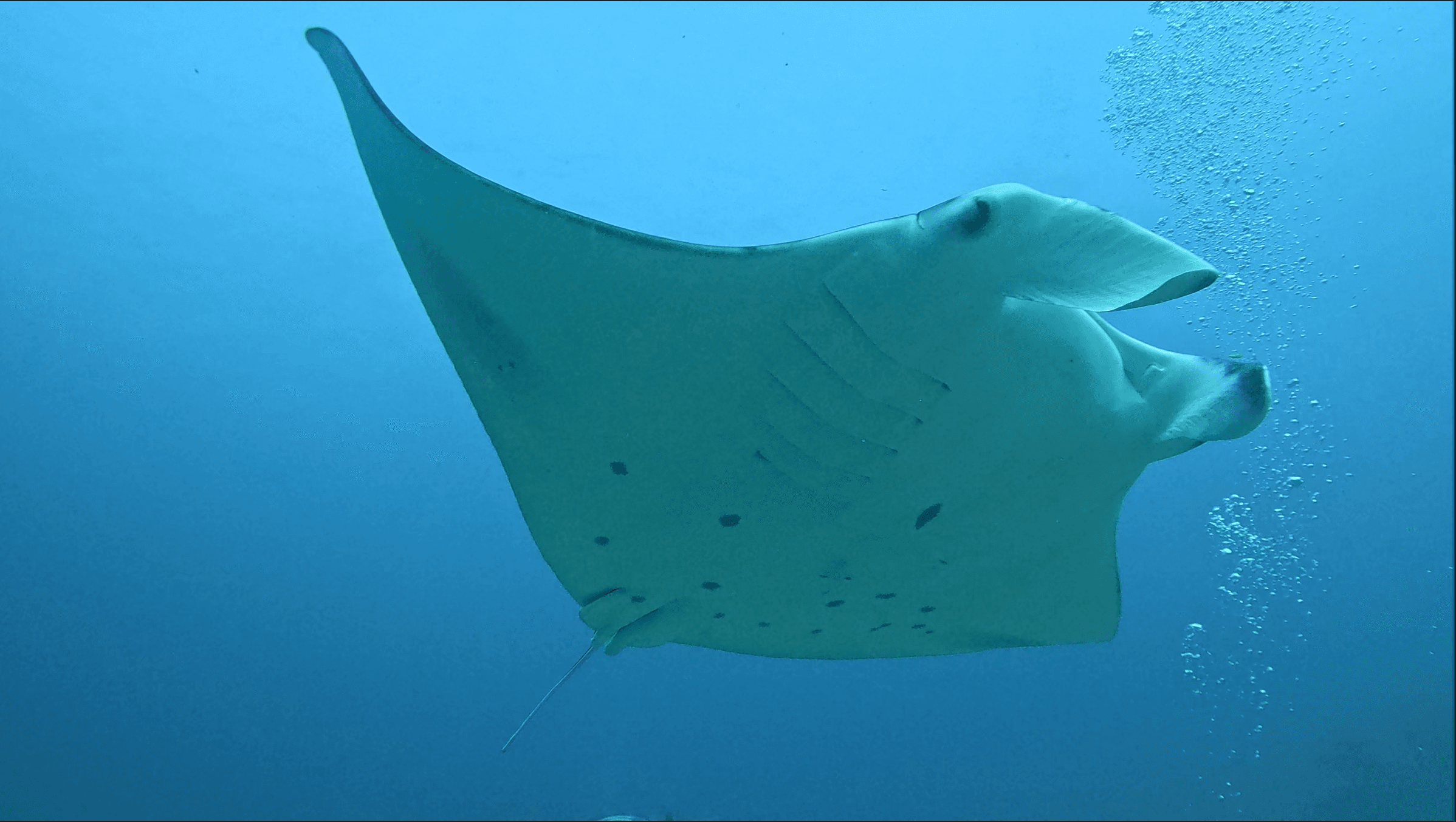 Manta on the overhead flyover — white ventral surface catching the light column as it banks toward the surface