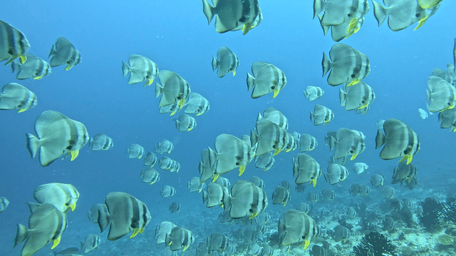 Thila Country: South Ari Atoll from Omadhoo