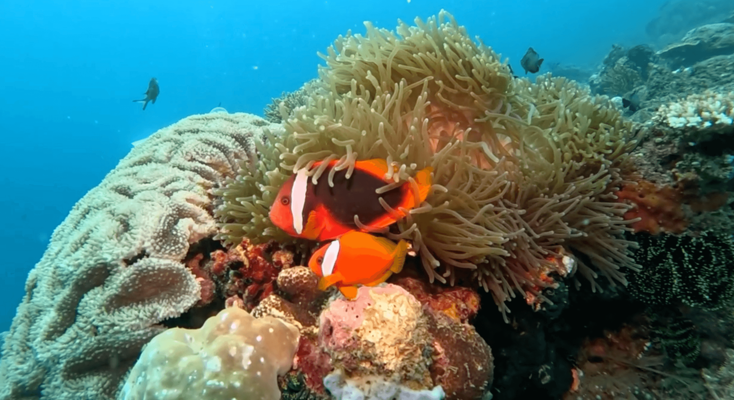 Clownfish in anemone — typical of the shallow reef systems throughout the Visayas