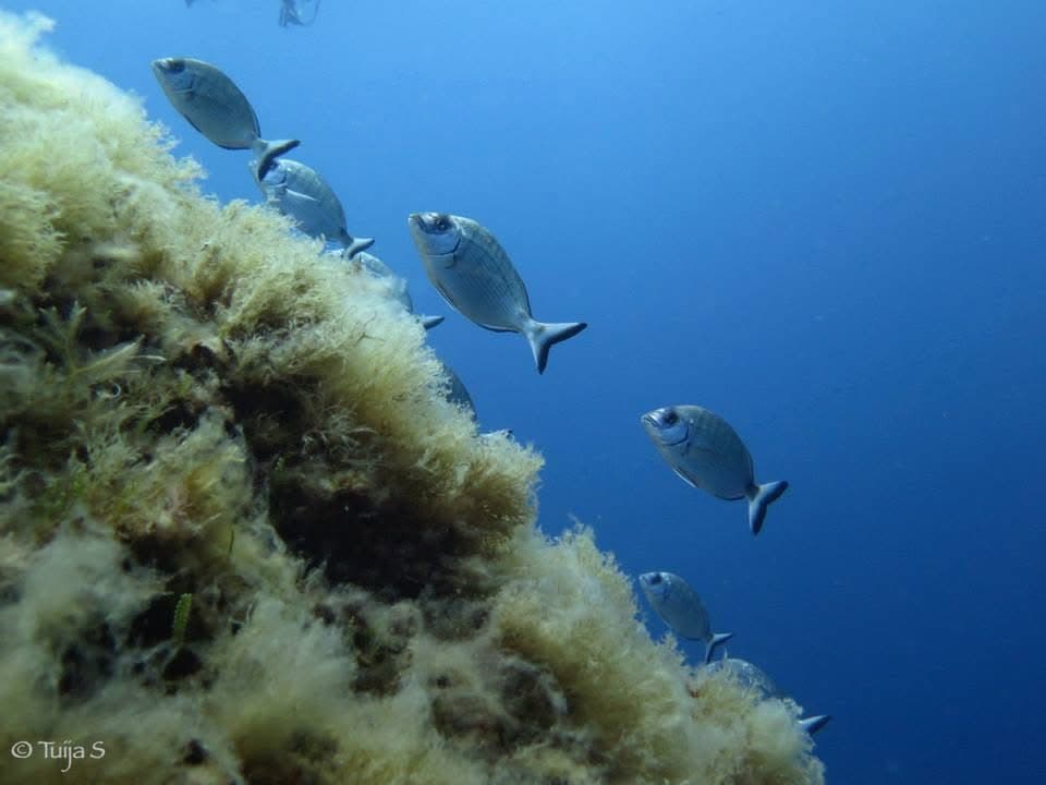 Mediterranean sea bream moving along the algae-covered wall at Secca dell'Isola — fish density noticeably higher inside the protected boundary