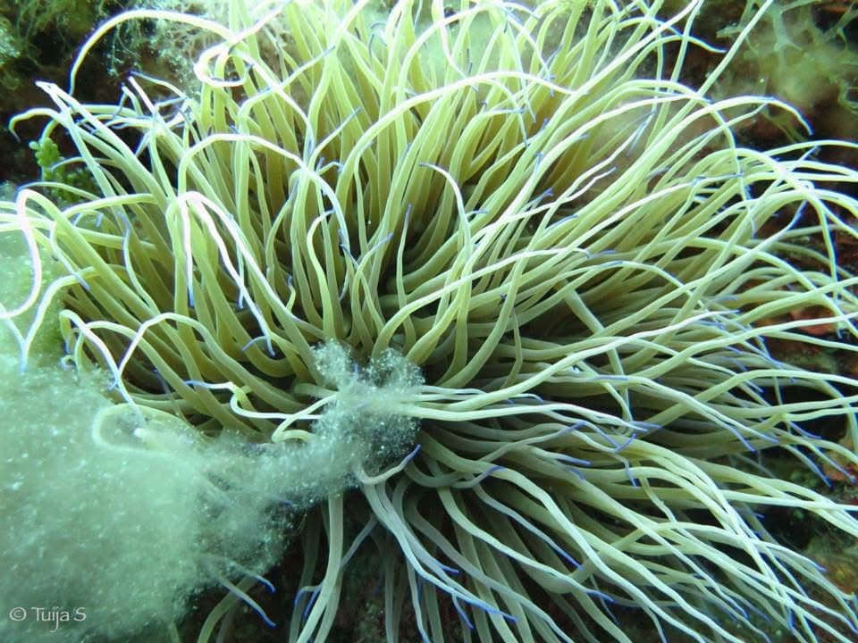 Snakelocks anemone (Anemonia sulcata) on the Portofino reef — blue-tipped tentacles characteristic; found on every sheltered wall inside the MPA