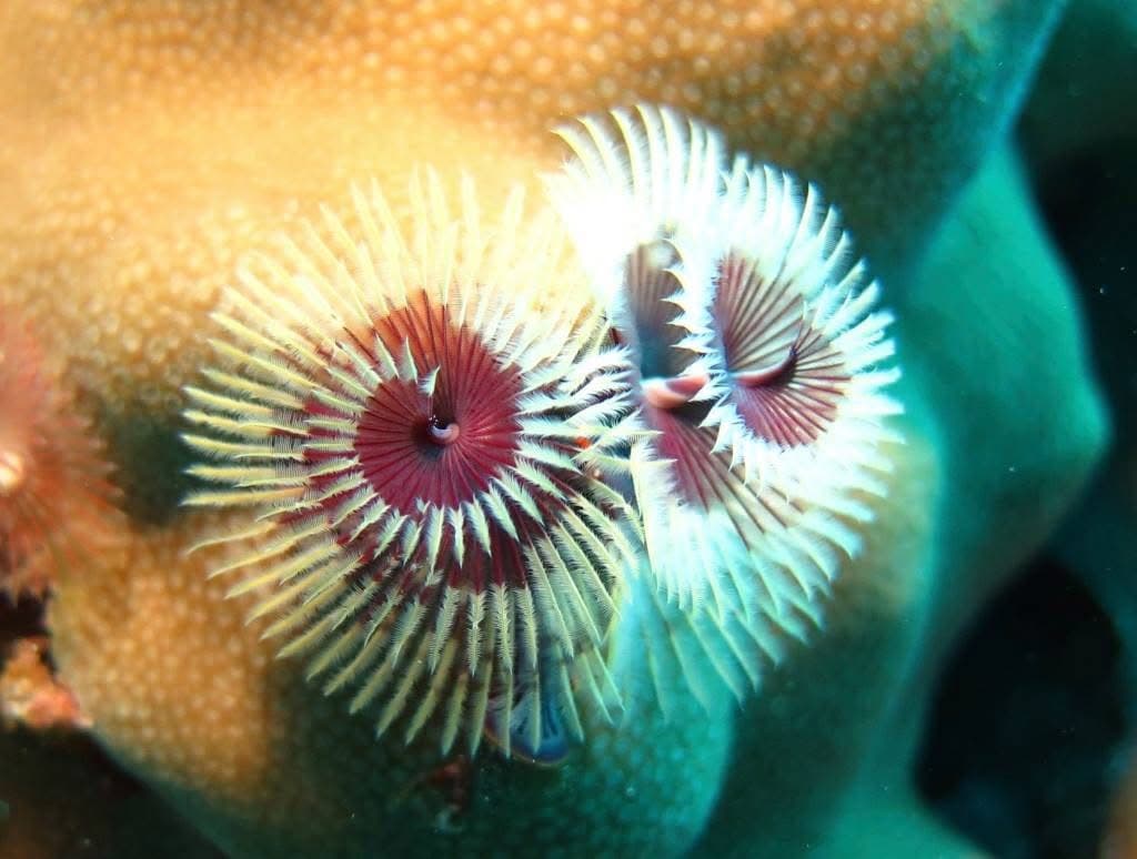 Spirobranchus giganteus