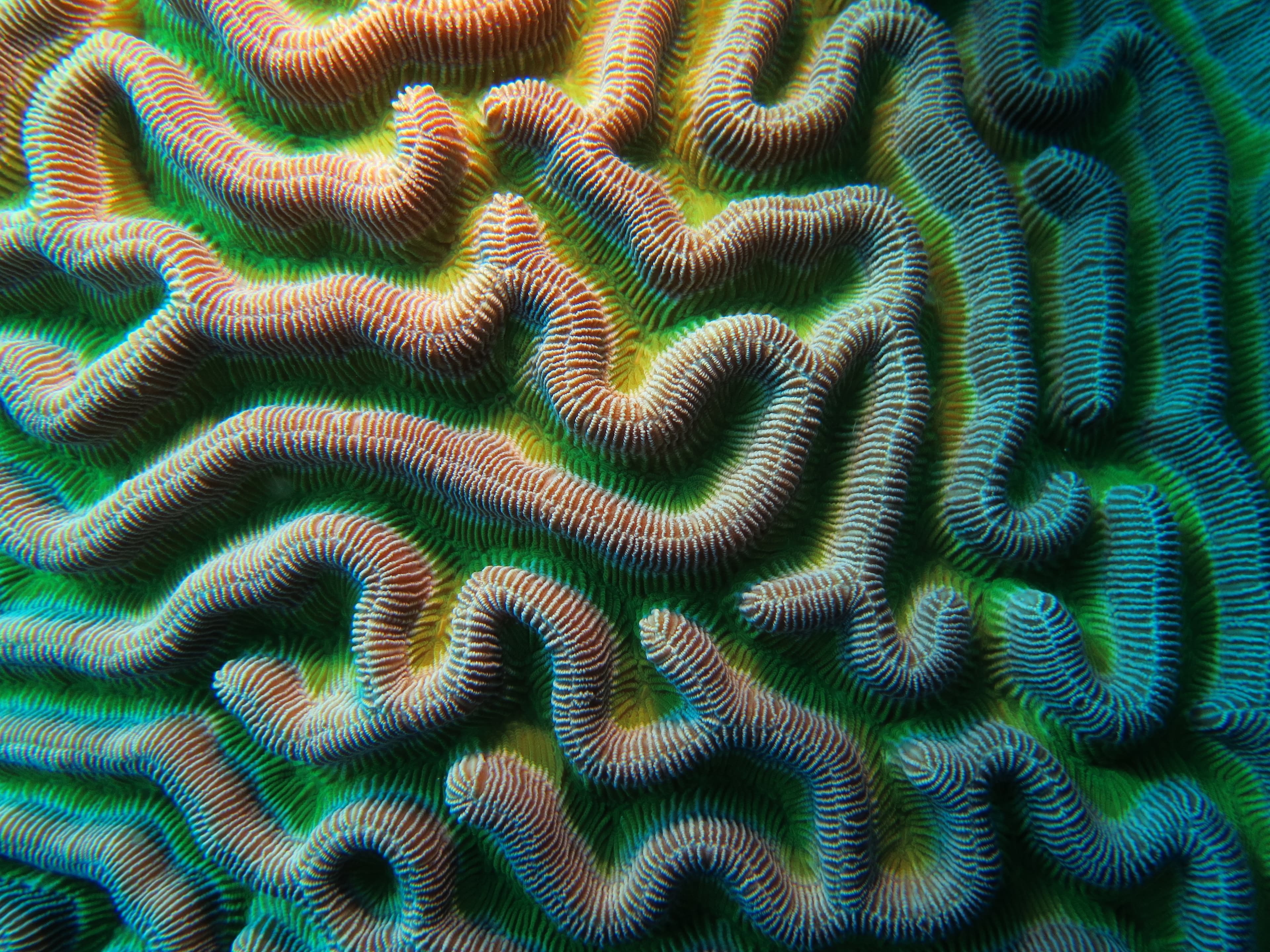 Colpophyllia natans