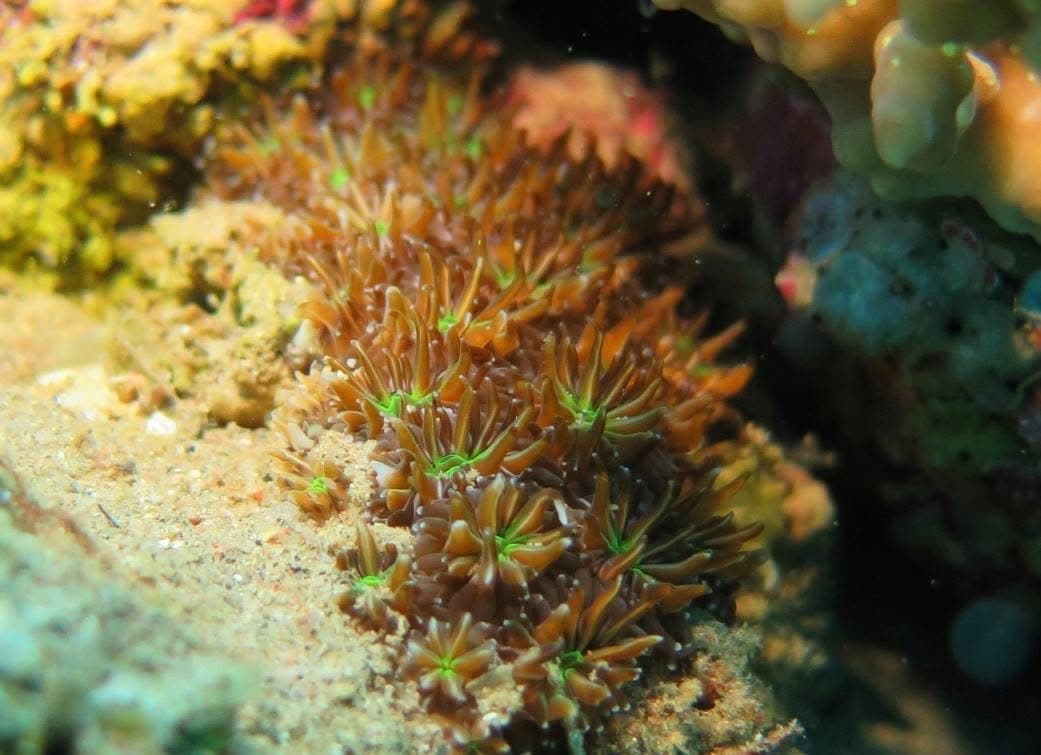Goniopora columna