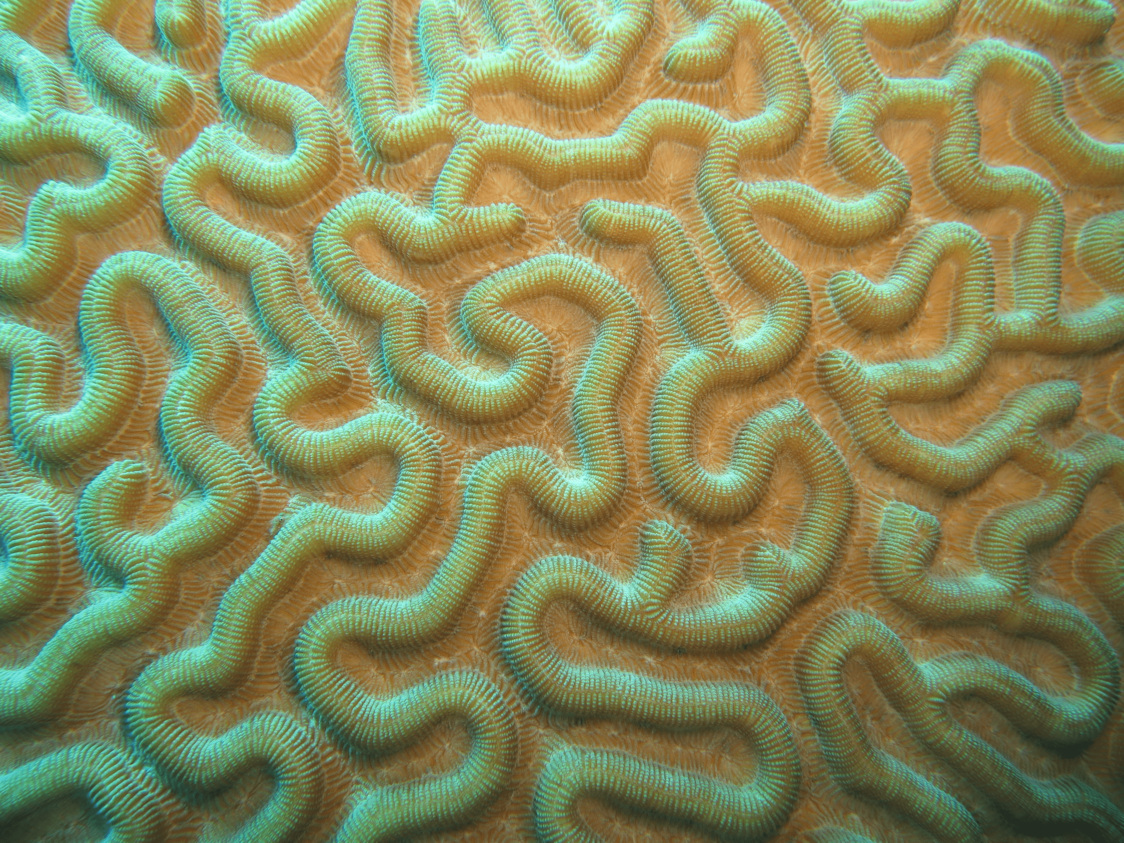 Platygyra daedalea