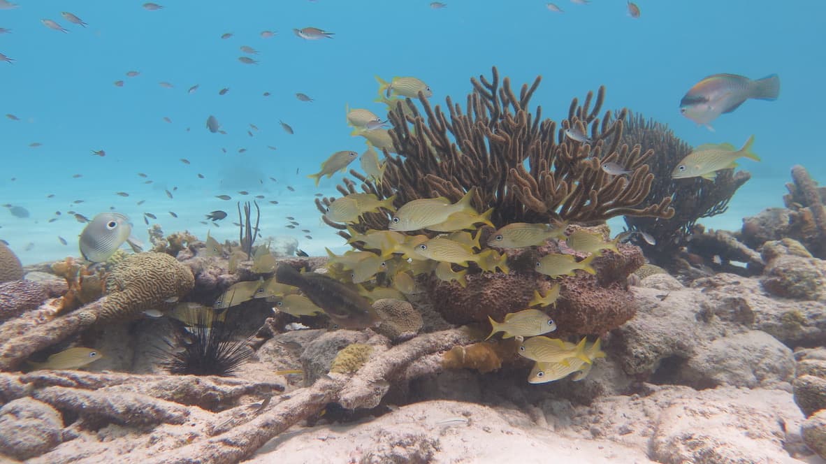 Schooling grunts over a Bonaire coral reef
