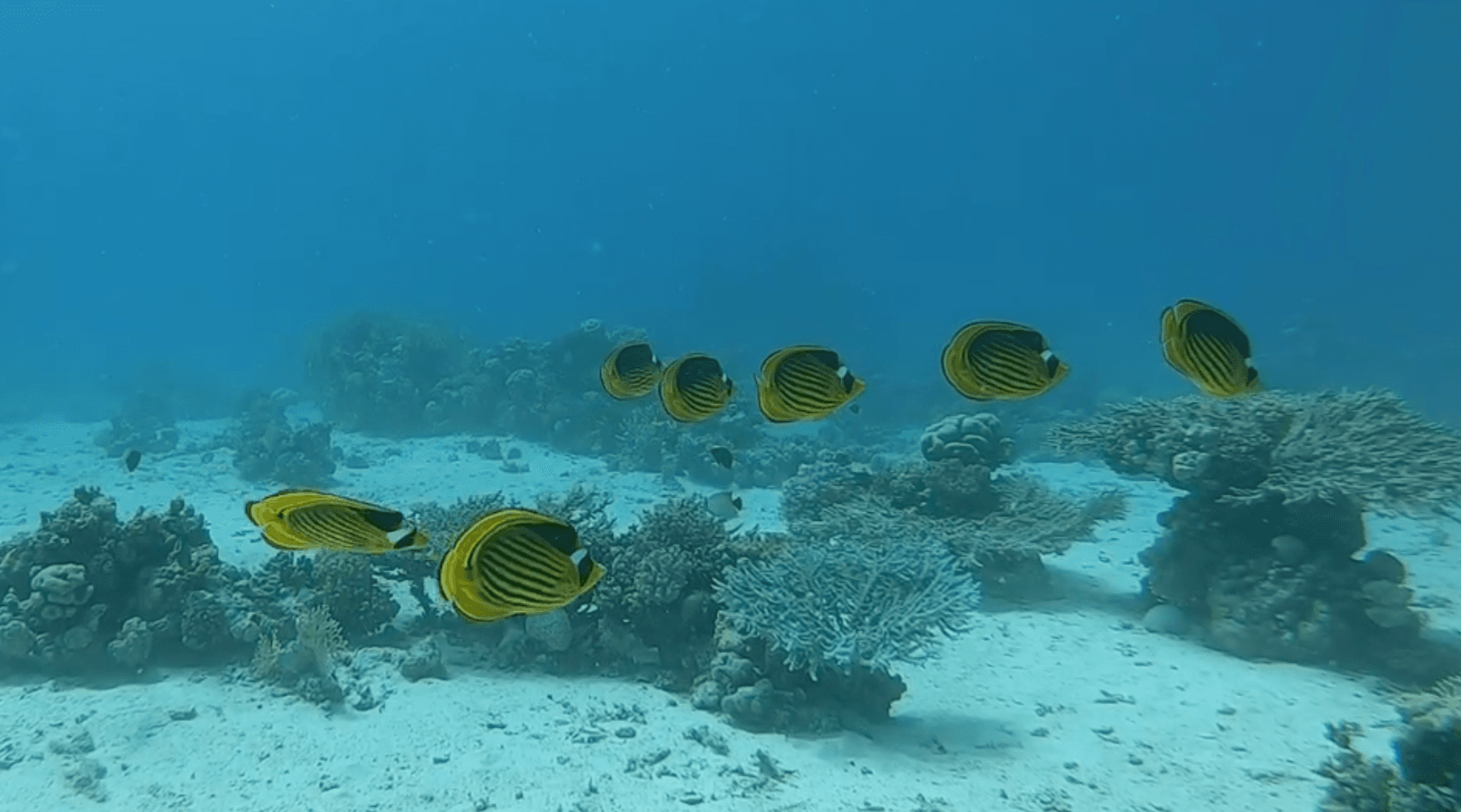 Egypt Red Sea Liveaboard – Wrecks, Reefs, and Pelagics