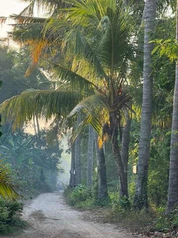 A dirt road through coconut palms in the Flores interior — the overland route from Maumere to Labuan Bajo passes through a different Indonesia entirely