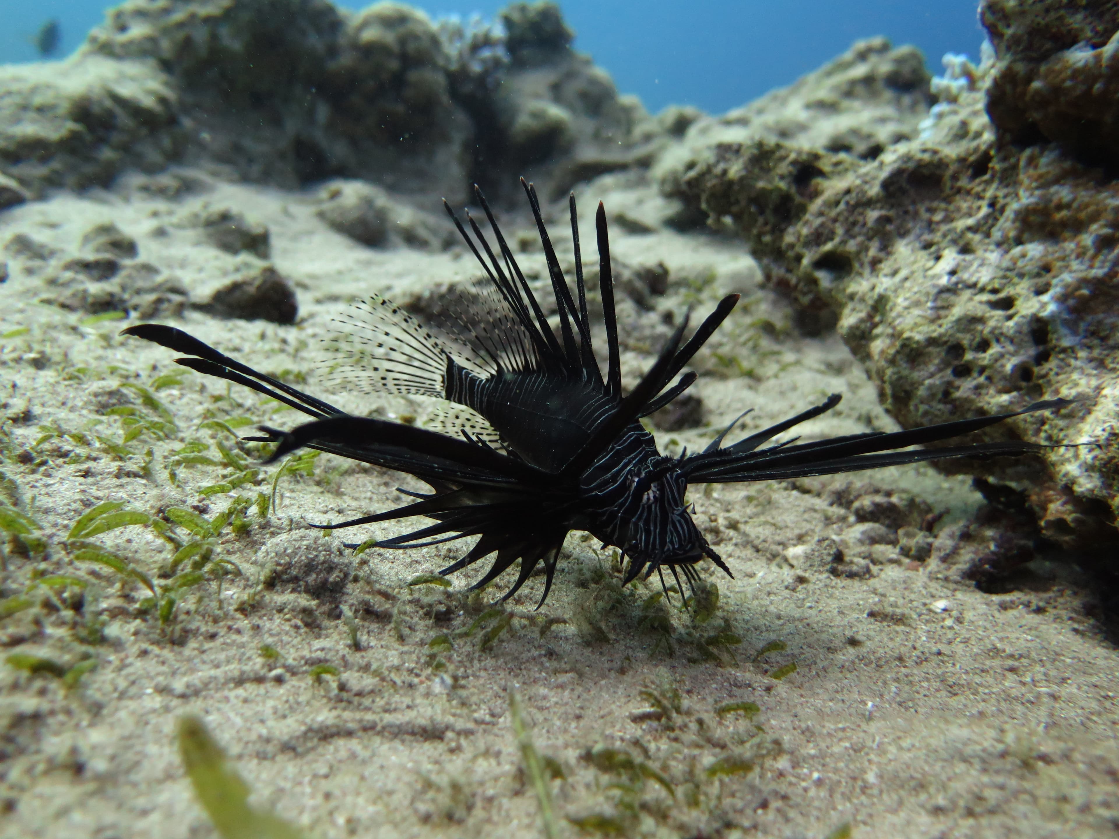 Red Sea lionfish resting on the sandy bottom near The Tank — fins fully spread, coral rock behind