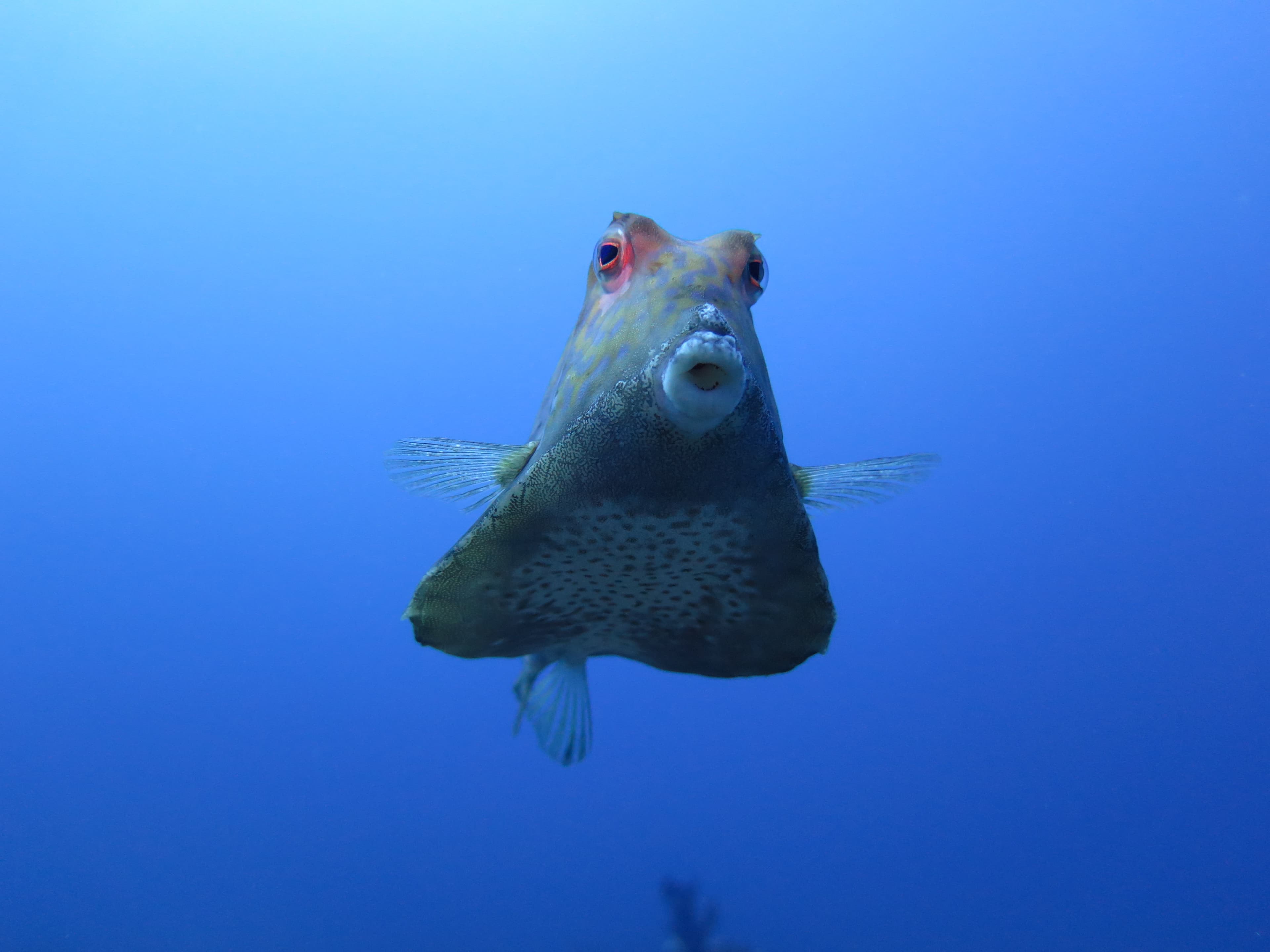 Longhorn cowfish in open blue water above the Cedar Pride — mid-water portrait against the deep Red Sea blue