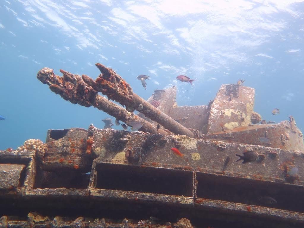 The M42 anti-aircraft gun barrel, colonised by coral and sponge — reef fish working the encrusted metal, surface light above