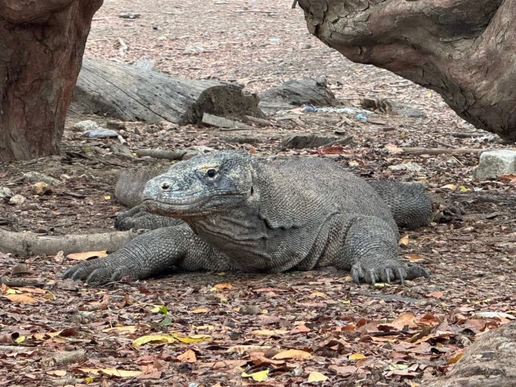 Komodo dragon at the ranger station — adults reach three metres and move faster than the footage suggests