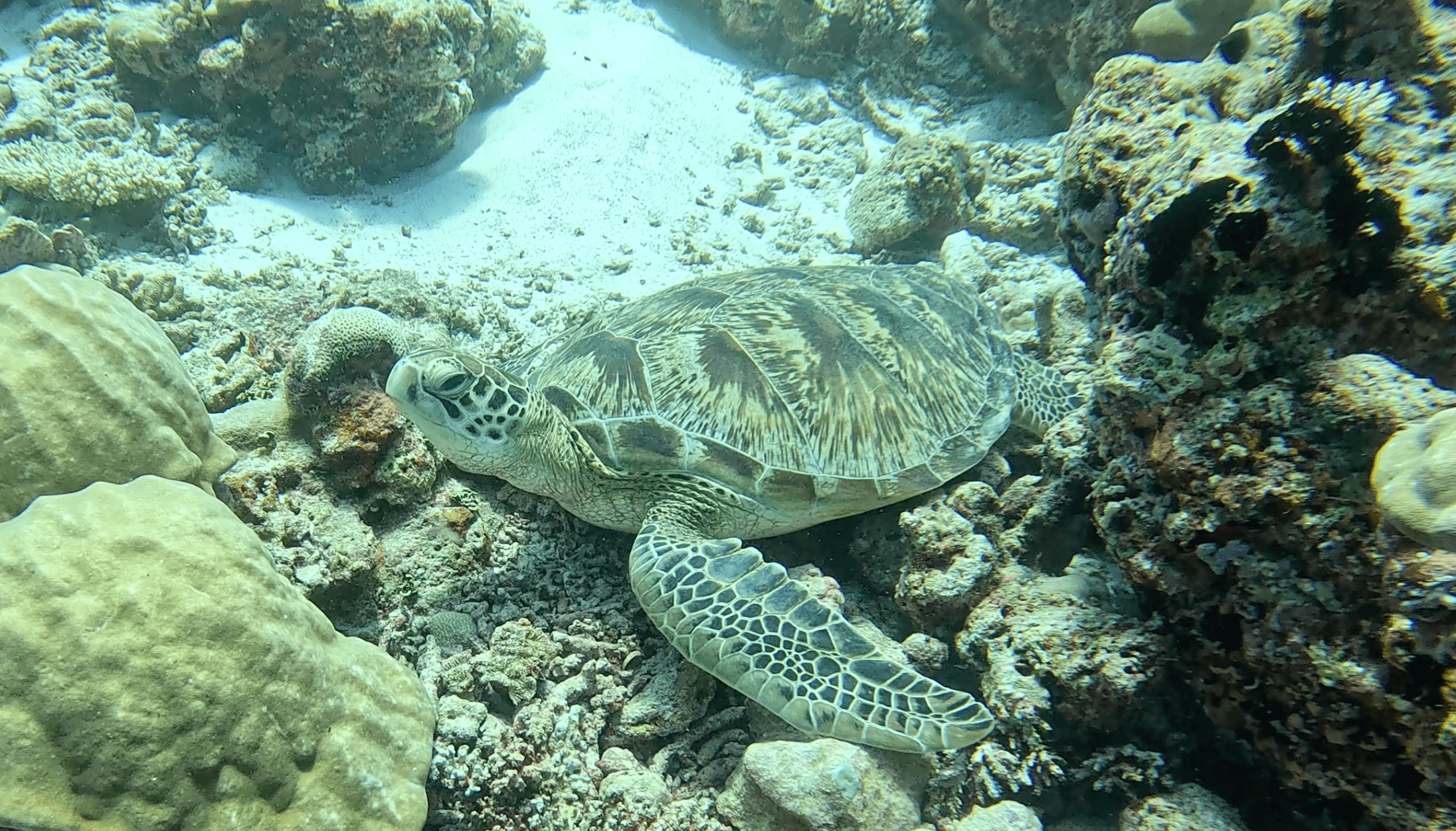 Hawksbill turtle resting on a coral head — common throughout the atolls at any depth