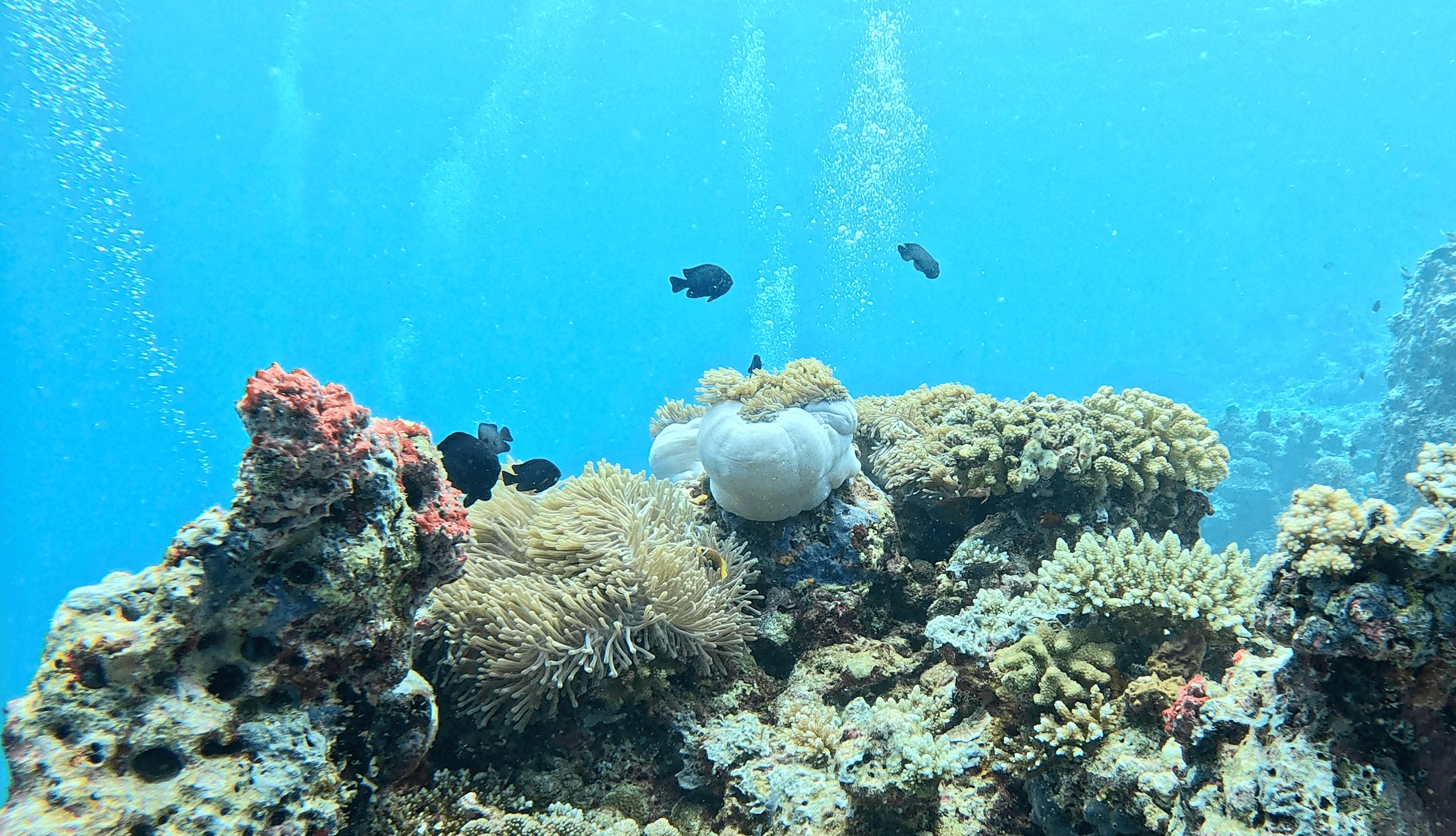 Anemone garden on the Omadhoo house reef — domino damsels and diver bubbles rising through the shallows on the lagoon side